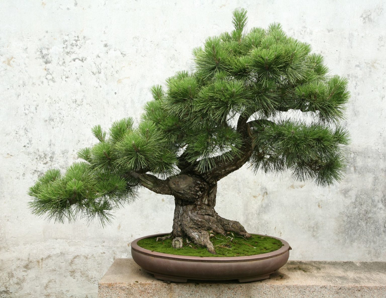 Top How To Take Care Of My Bonsai Tree in the world The ultimate guide 