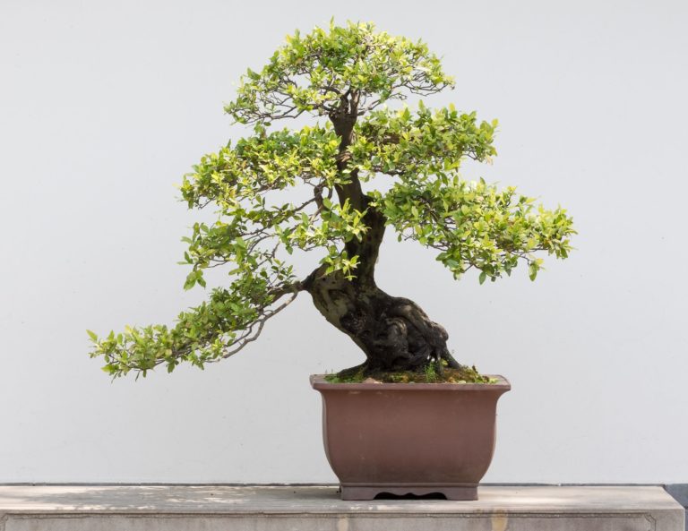 Advanced Bonsai Tree Care Mastered With 5 Easy Tips