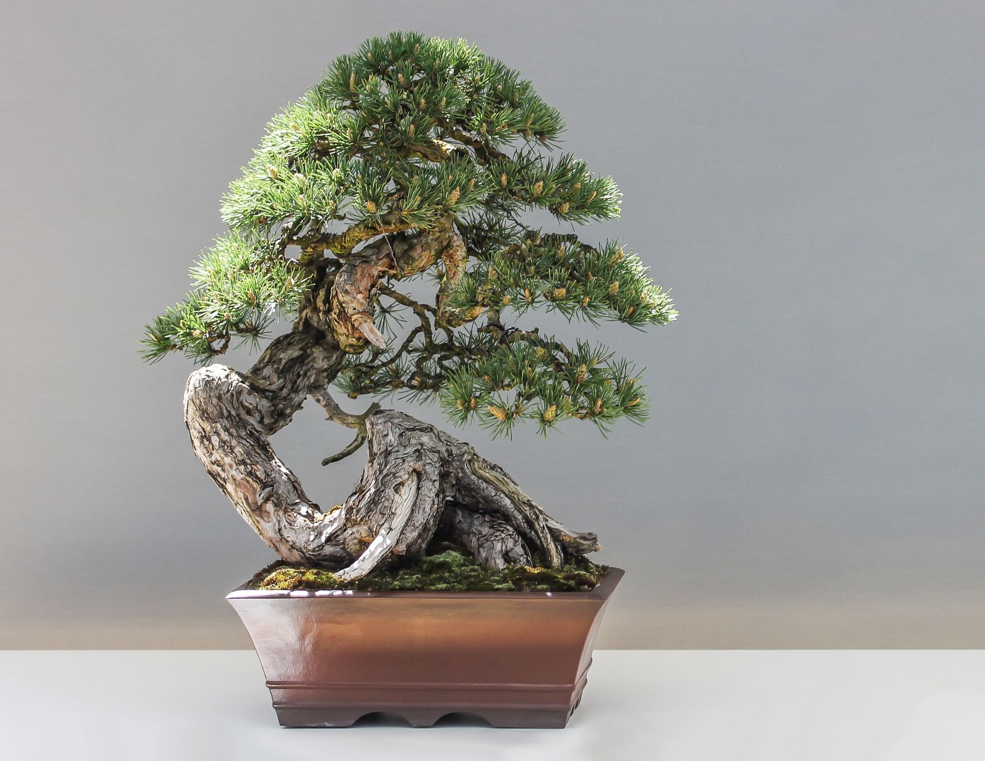 Maintaining Your Bonsai Tree: Key Care Tips