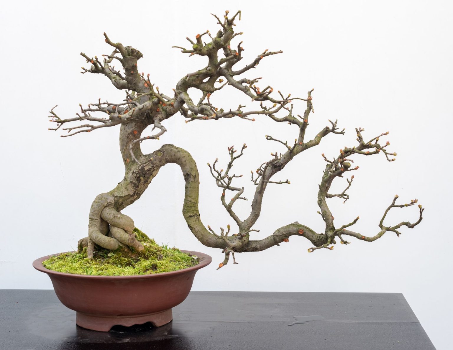 Bonsai drzewko cura prendersi experiences routine brieftaube