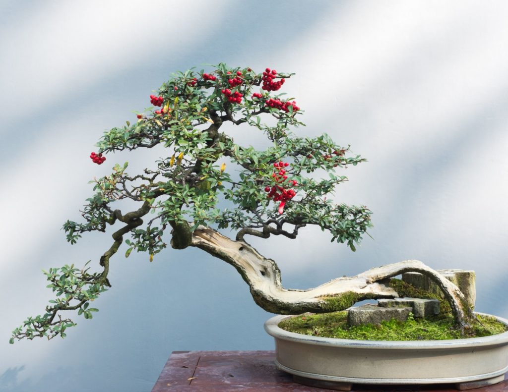 Advanced Bonsai Tree Care Mastered With 5 Easy Tips 