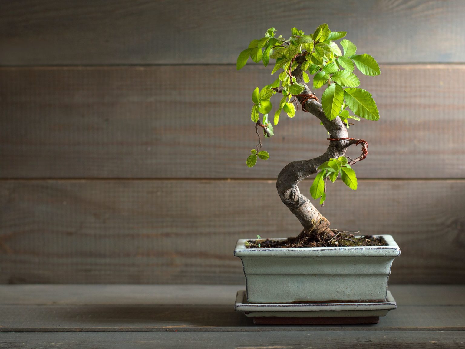 Great Best Indoor Bonsai Tree in 2023 Don t miss out 