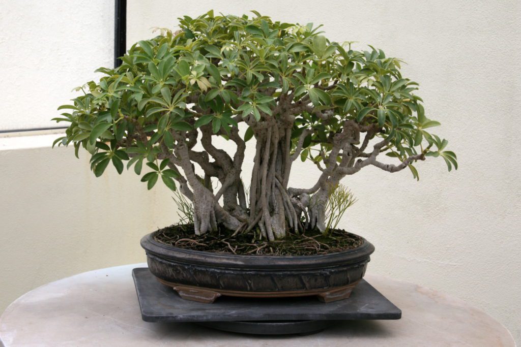 The 6 Best Indoor Bonsai Tree Types And How To Care For Them 6102