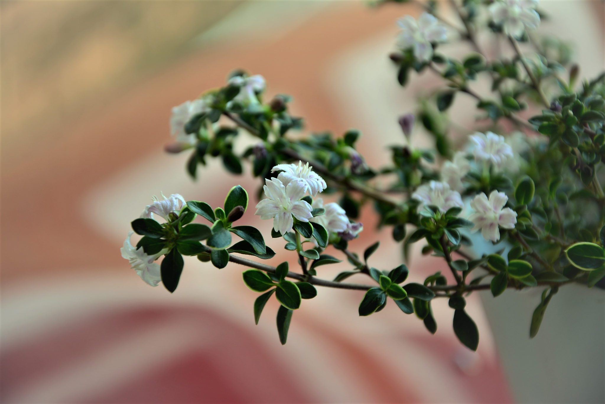 The 6 Best Indoor Bonsai Tree Types & How To Care For Them