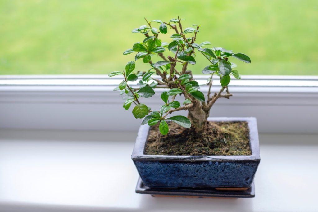 Indoor bonsai tree cares