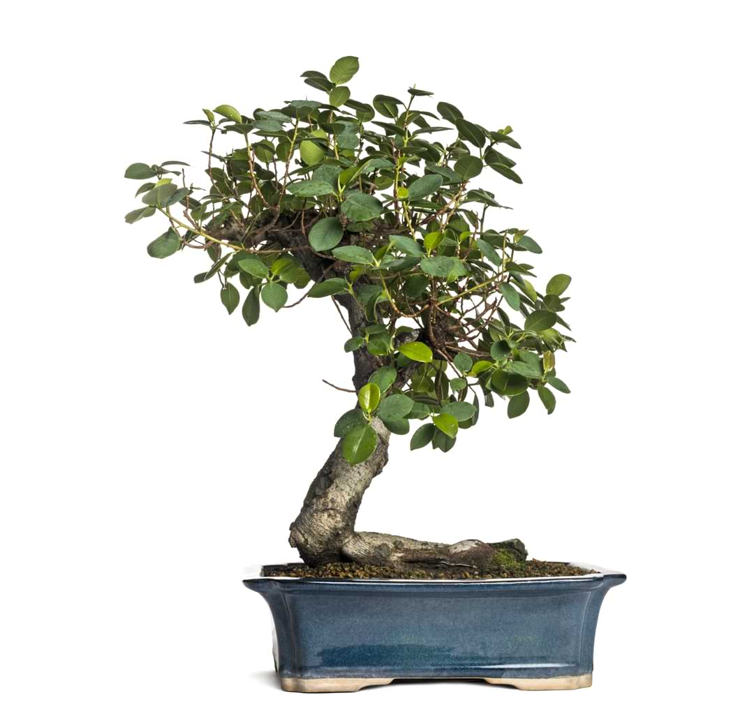 Title: Breathe Life Into Your Home with Indoor Bonsai Trees, bonsai