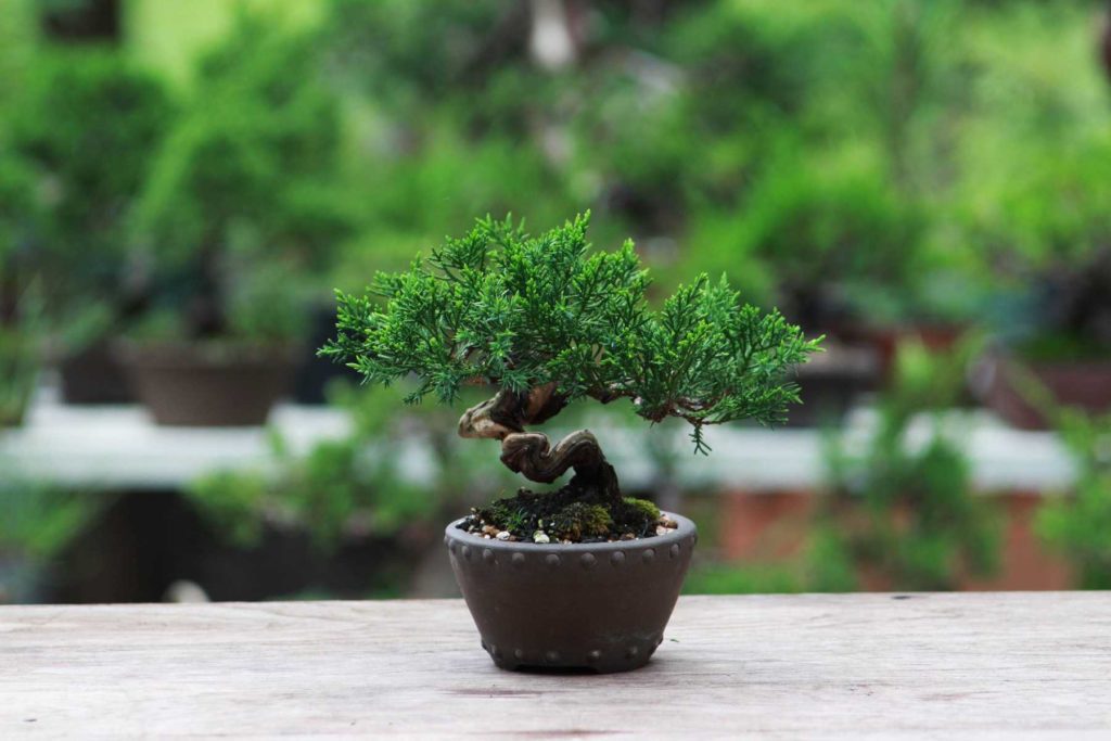 The Best Soil Mix For A Bonsai Tree - Bonsai Tree Resource Center