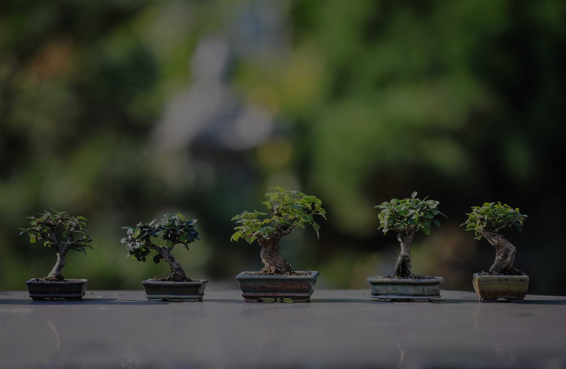 The History Of The Bonsai Tree And Its Origination