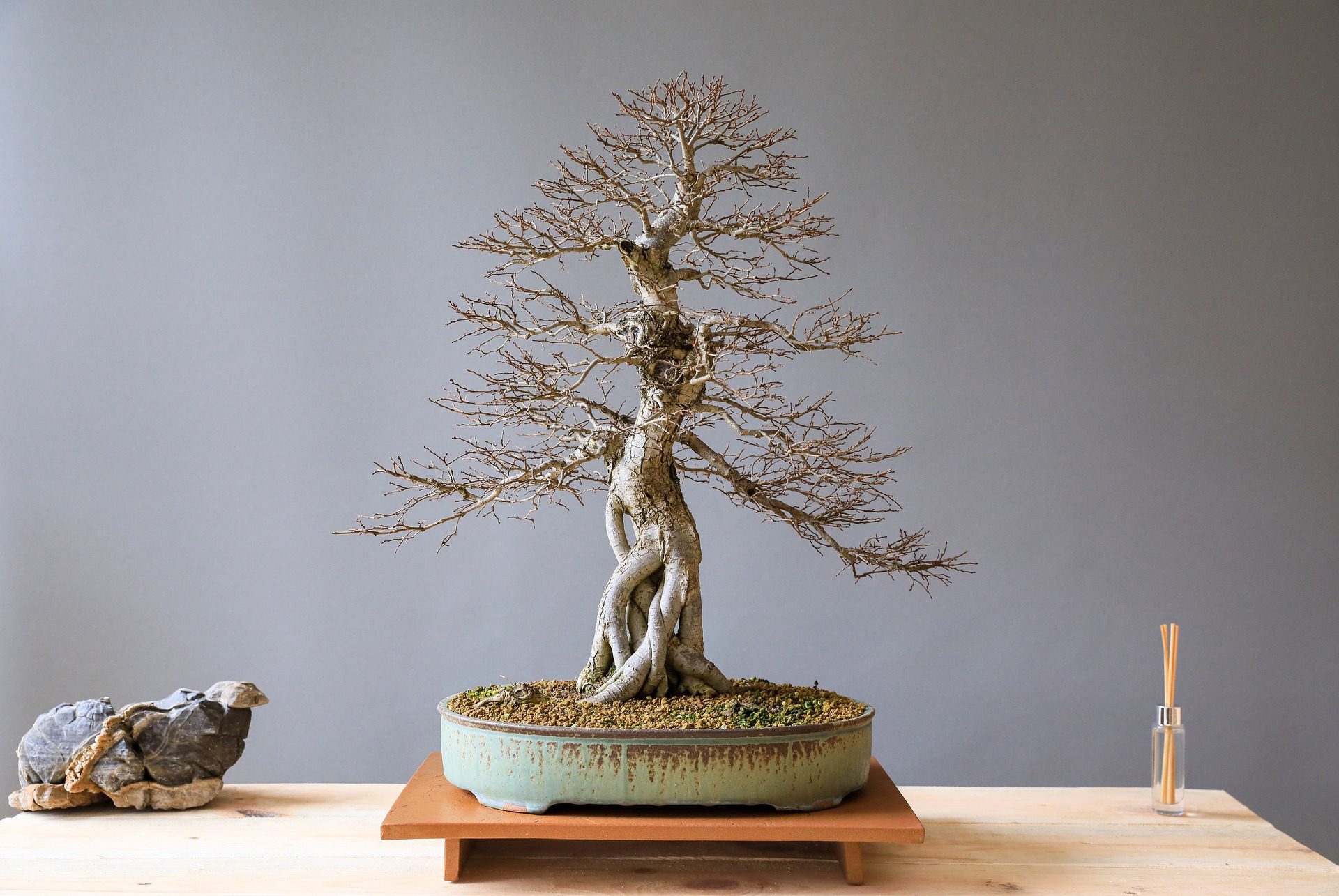 How to Identify 13 Common Bonsai Pests &amp; Diseases