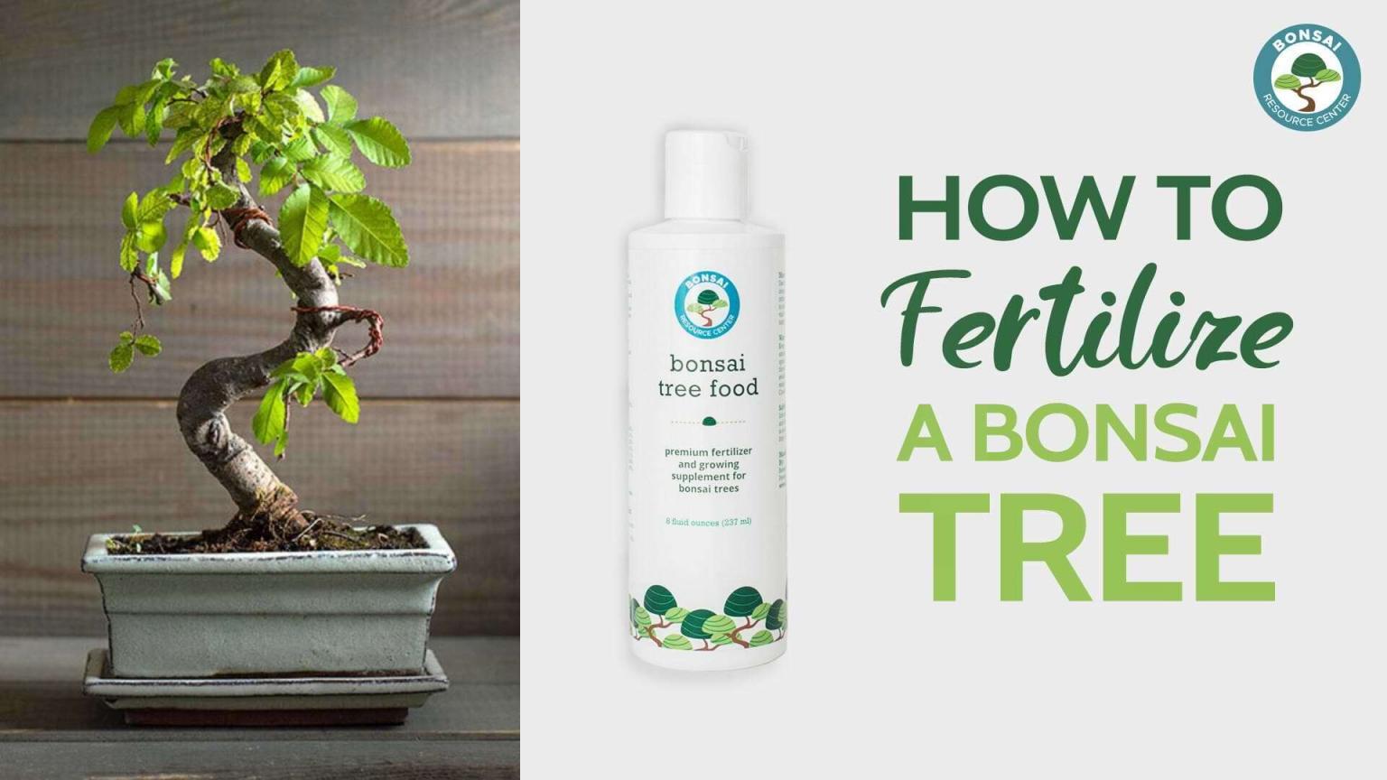 Bonsai Tree Fertilizer The Ultimate Guide For Beginners