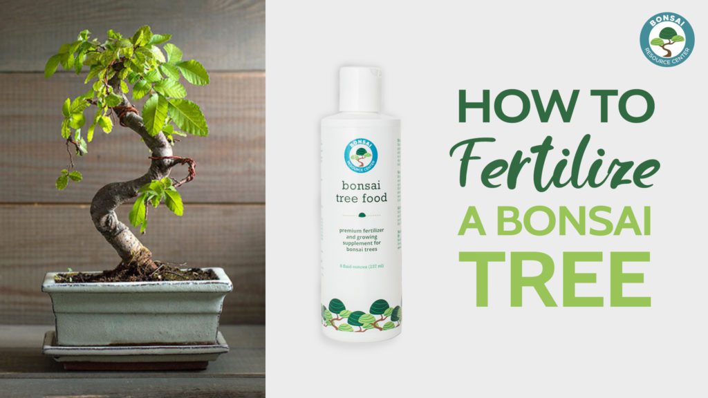 Bonsai Tree Fertilizer The Ultimate Guide For Beginners