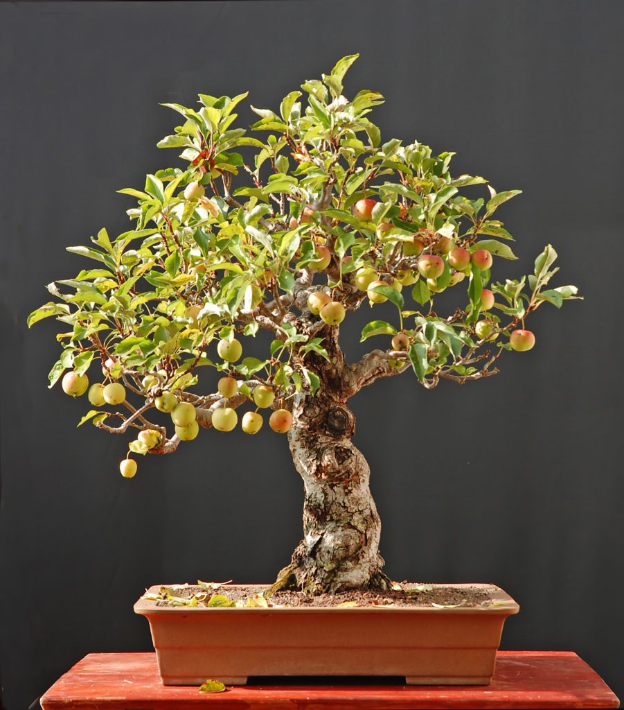 The Best Outdoor Bonsai Tree Type For Your Climate