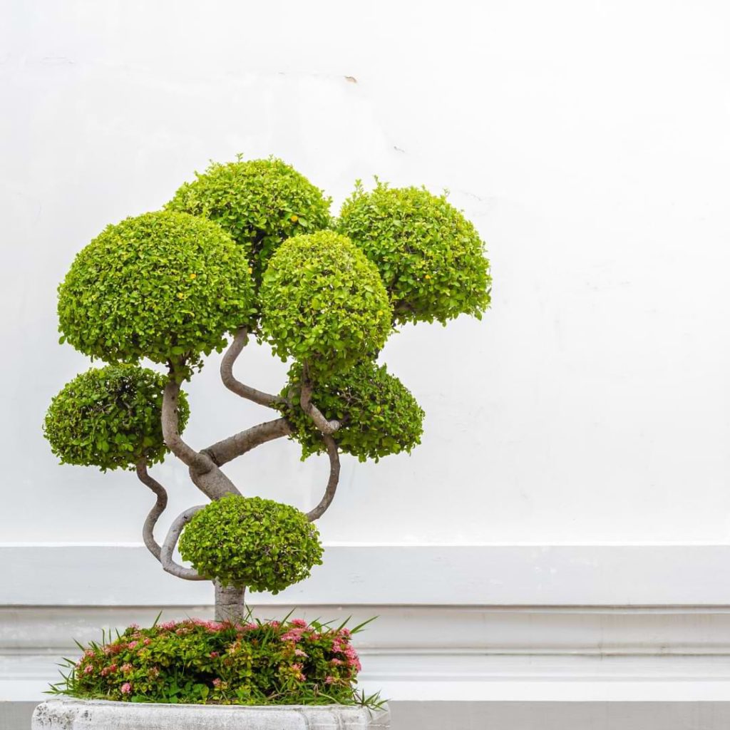 Don’t Panic! Common Bonsai Tree Problems and What to Do Next