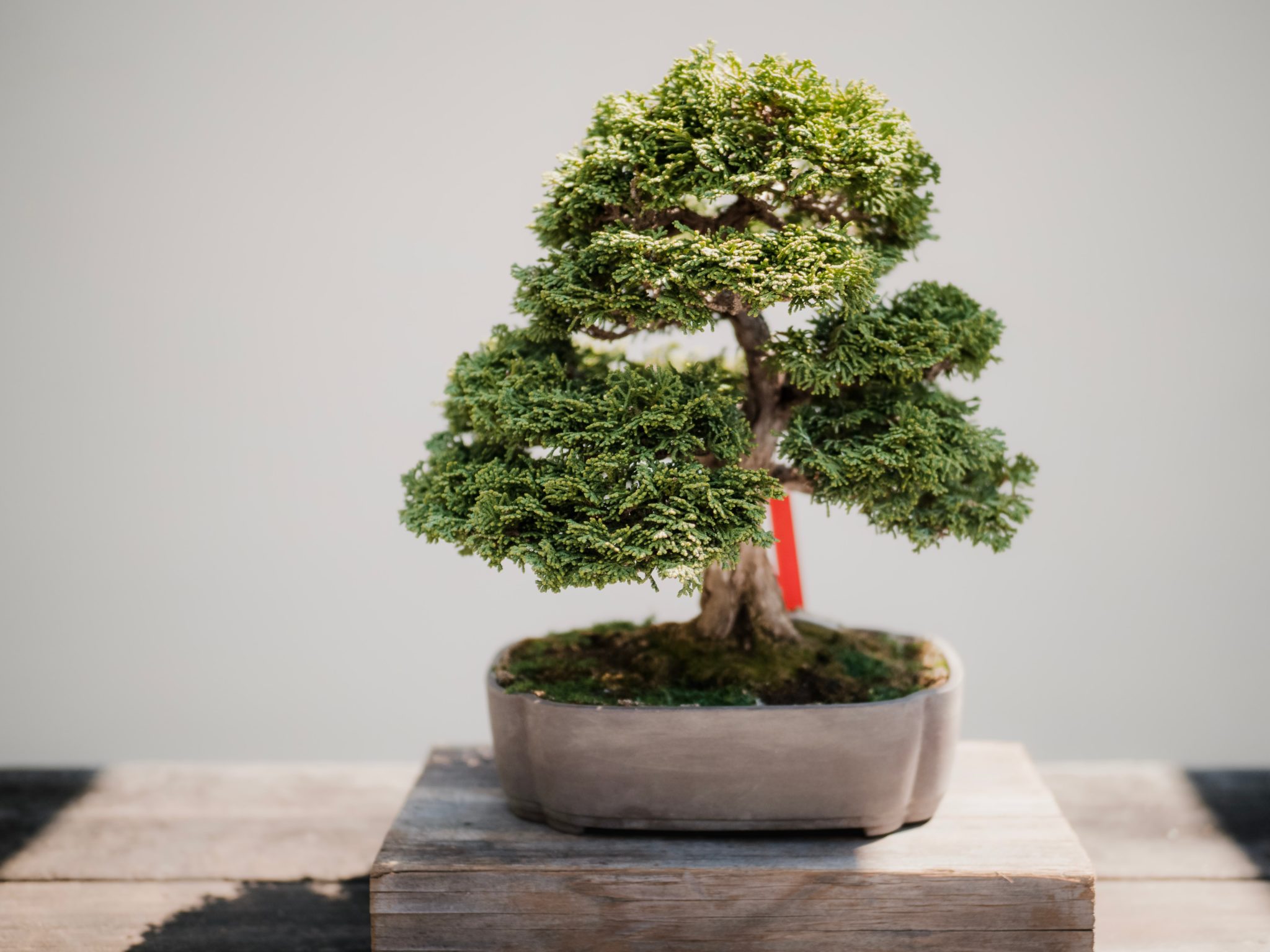 Bonsai Tree Fertilizer The Ultimate Guide For Beginners