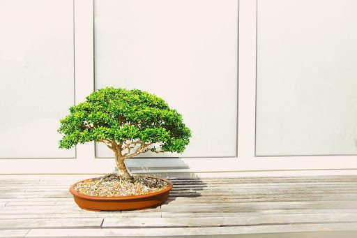 Bonsai Trees for Cats A Guide to FelineFriendly Growing