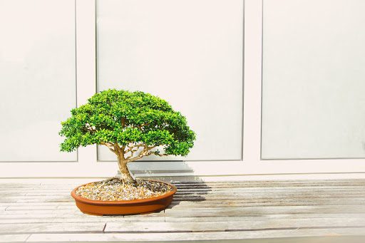 Bonsai Trees For Cats A Guide To Feline Friendly Growing