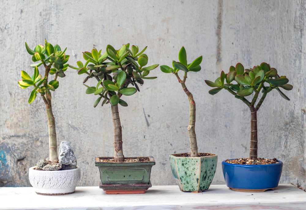 Best Outdoor Bonsai Trees Bonsai Resource Center