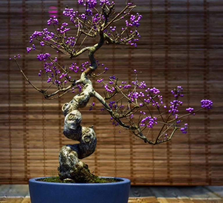 A bonsai tree with purple flowers