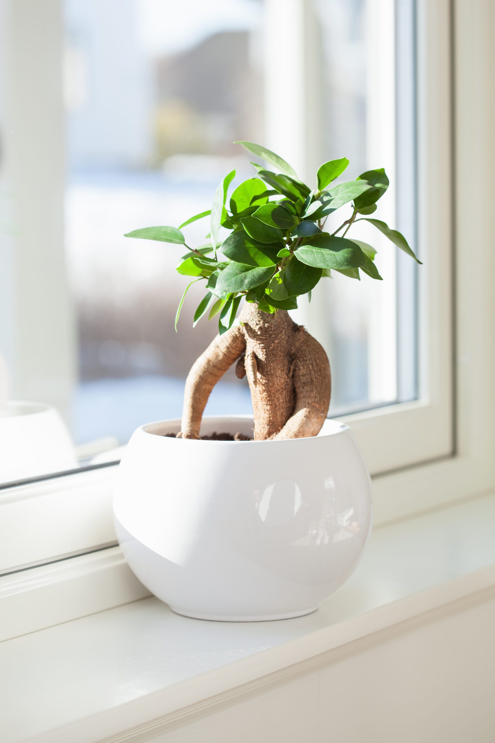 How to Take Care of a Bonsai Tree—for Beginners!