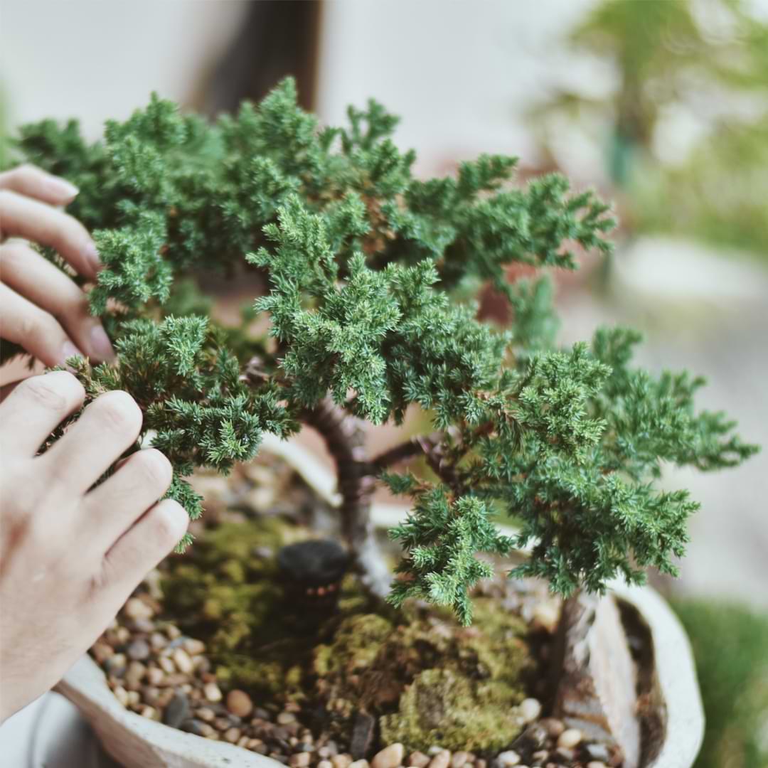 Gnome Home with Preserved Juniper Bonsai Tree