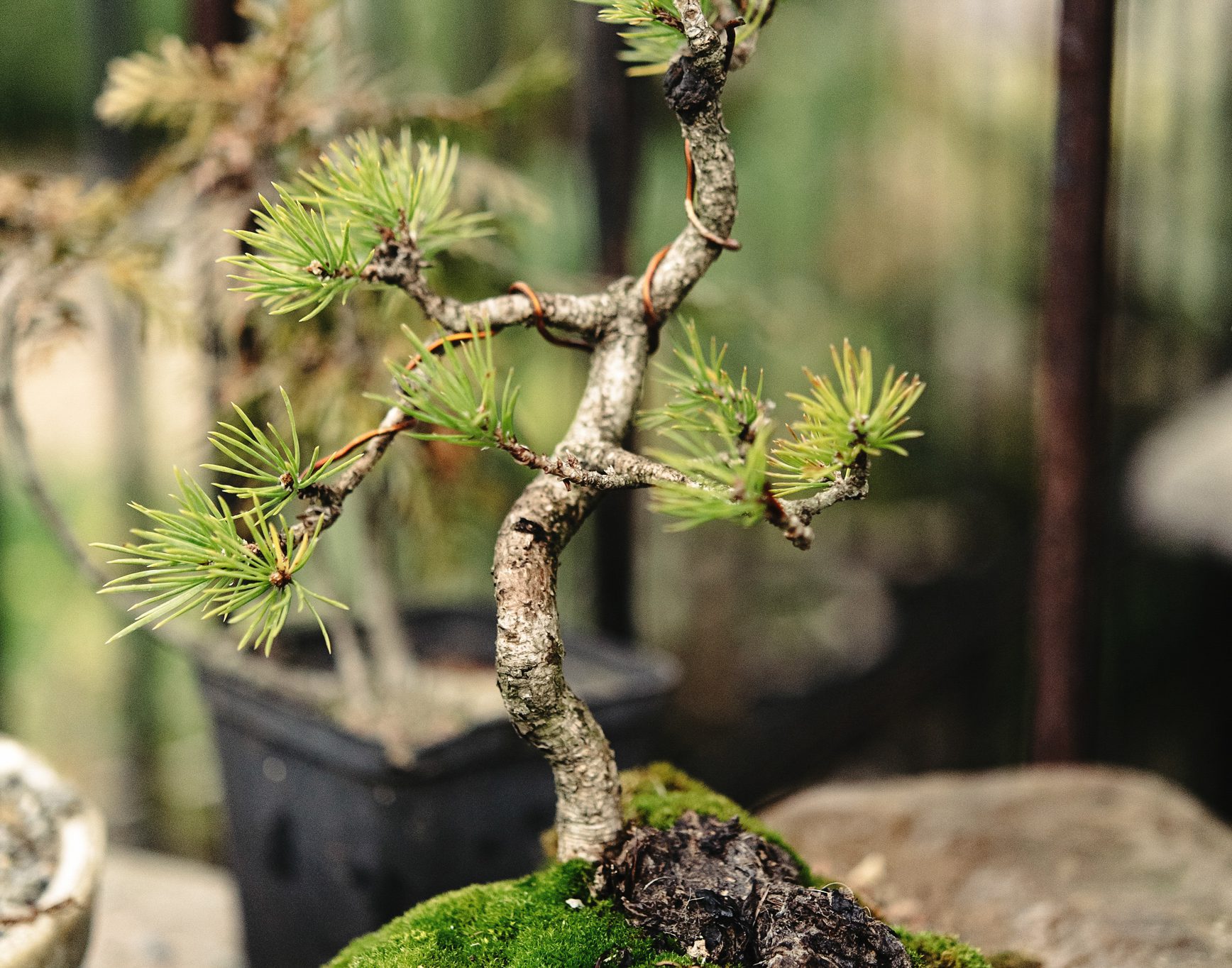 6 Easy Steps To Wire Bonsai Trees