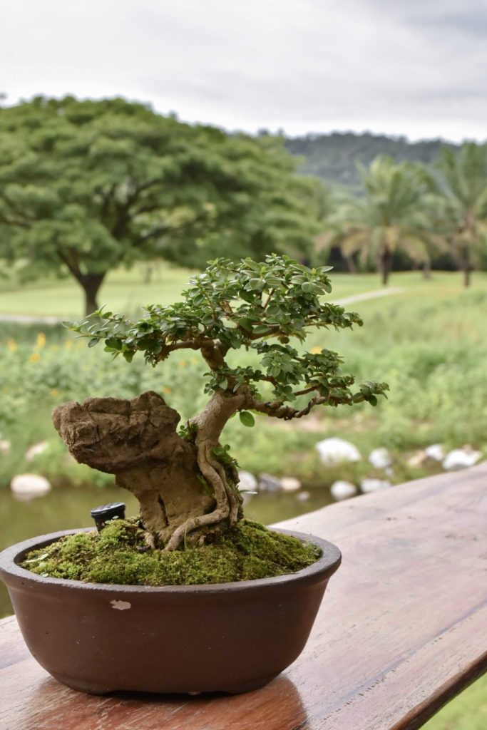 Bonsai Potter () Bonsai Potter