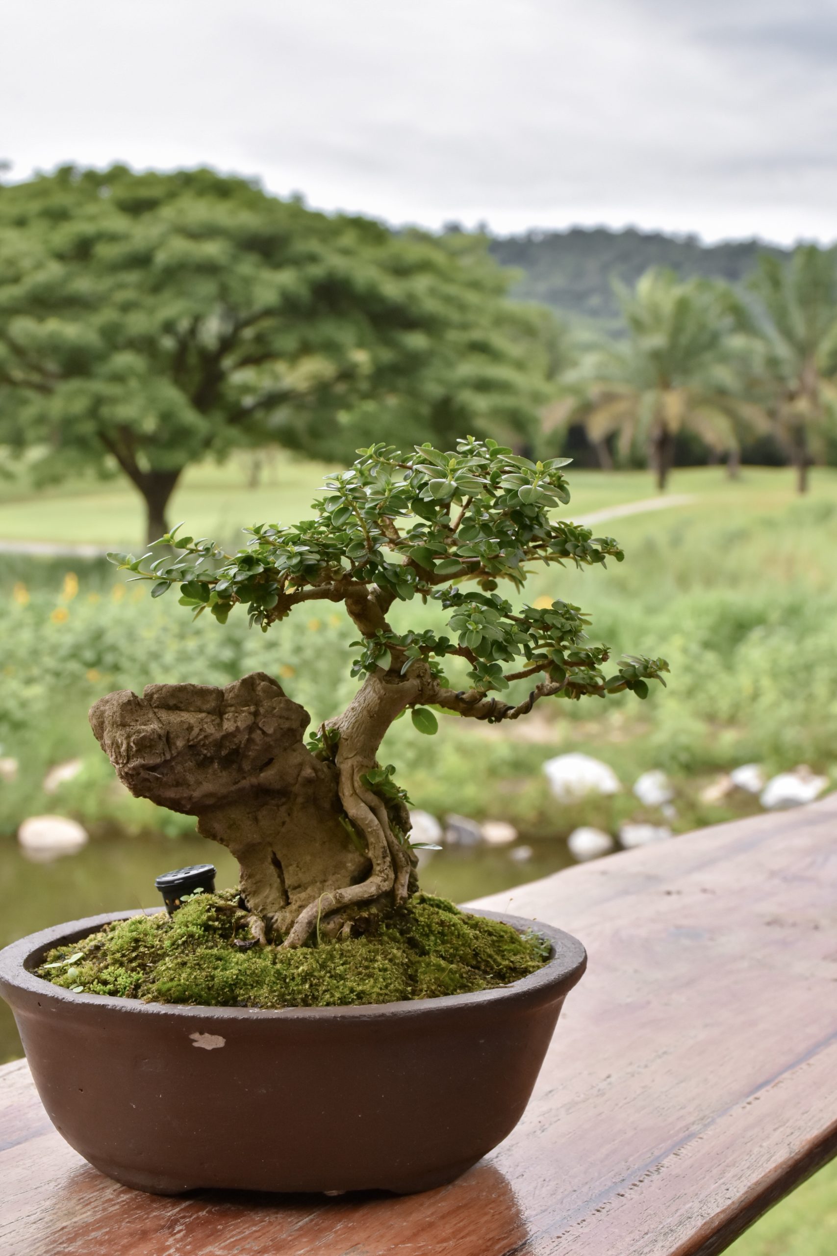 9. Bonsai Basics: A Beginner's Guide To Growing Miniatures