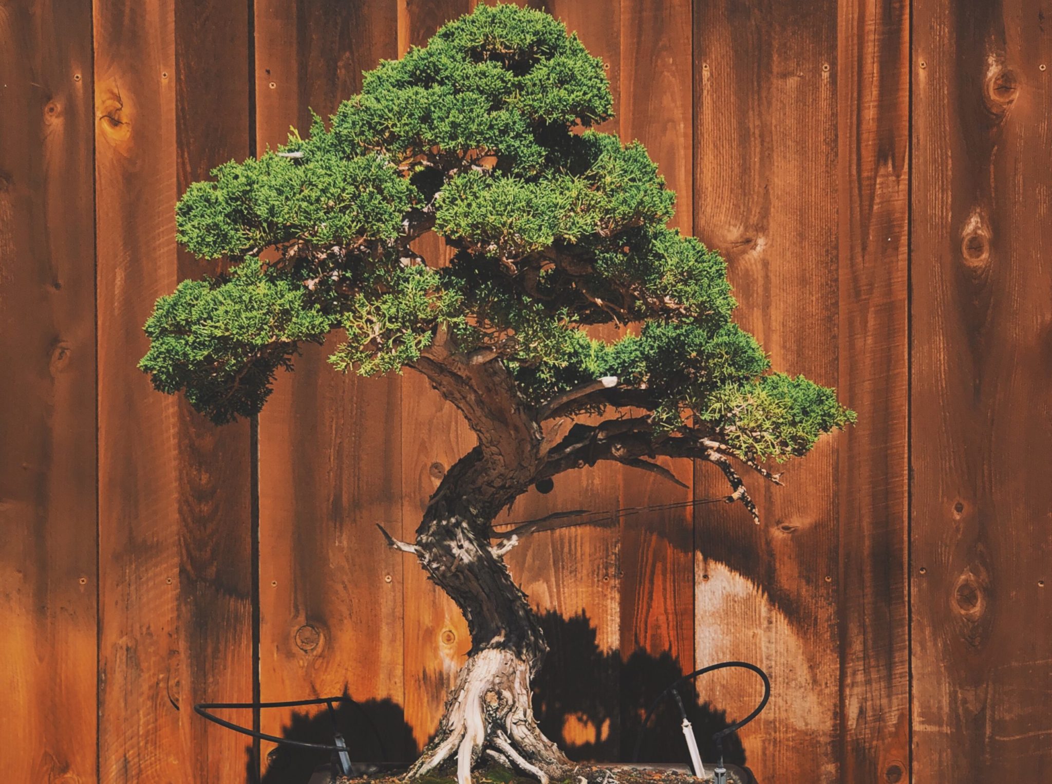 What Is a Japanese Bonsai Tree? Bonsai Resource Center