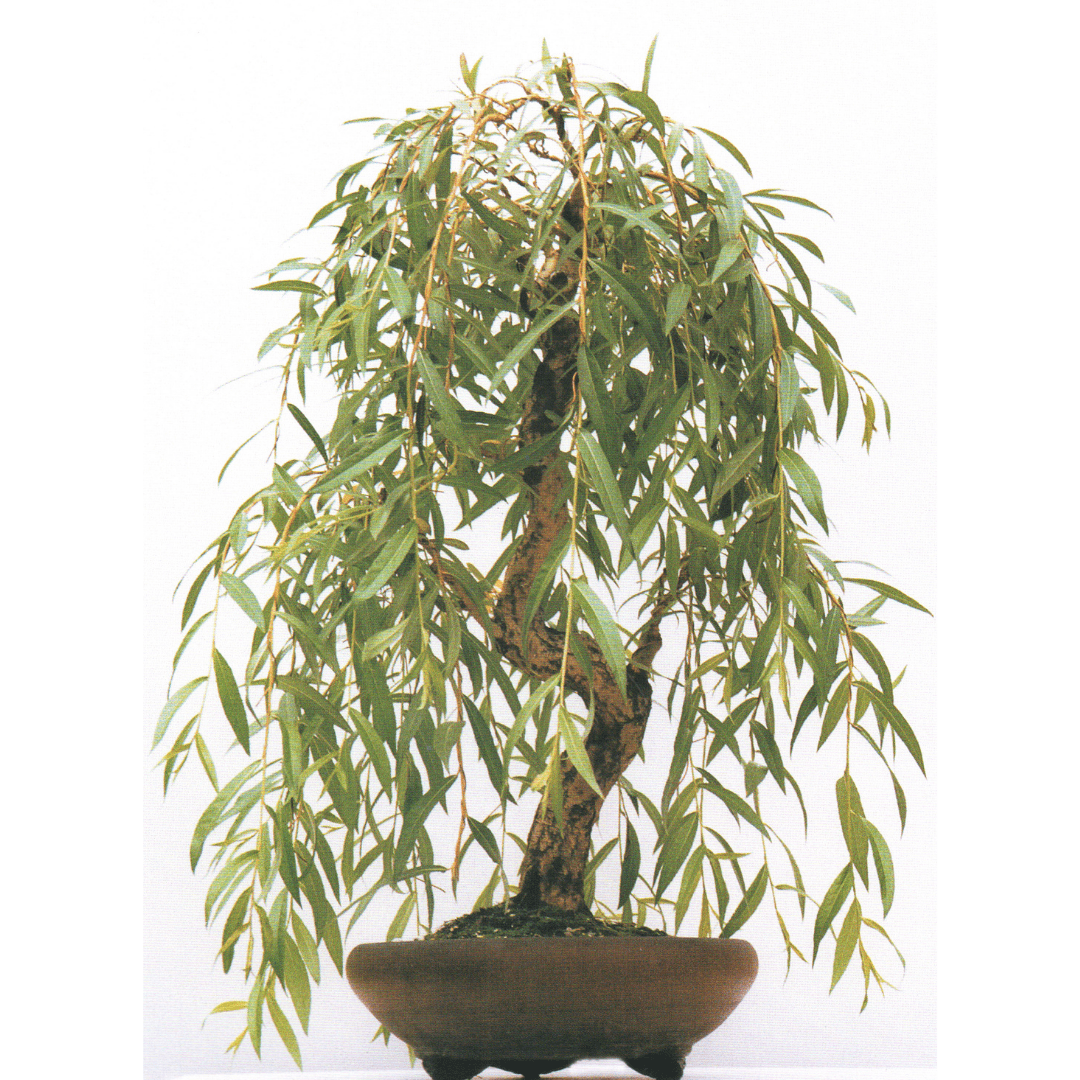 How To Care For Your Weeping Willow Bonsai Bonsai Resource Center