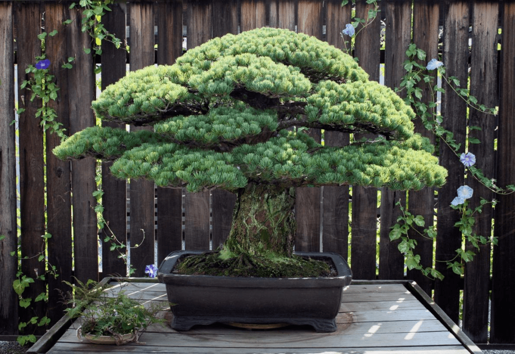 The 7 Oldest Bonsai Trees In The World Bonsai Tree Resource Center Bonsai Tree Care Tips Tools And Products Including The Best Bonsai Tree Fertilizer On Amazon