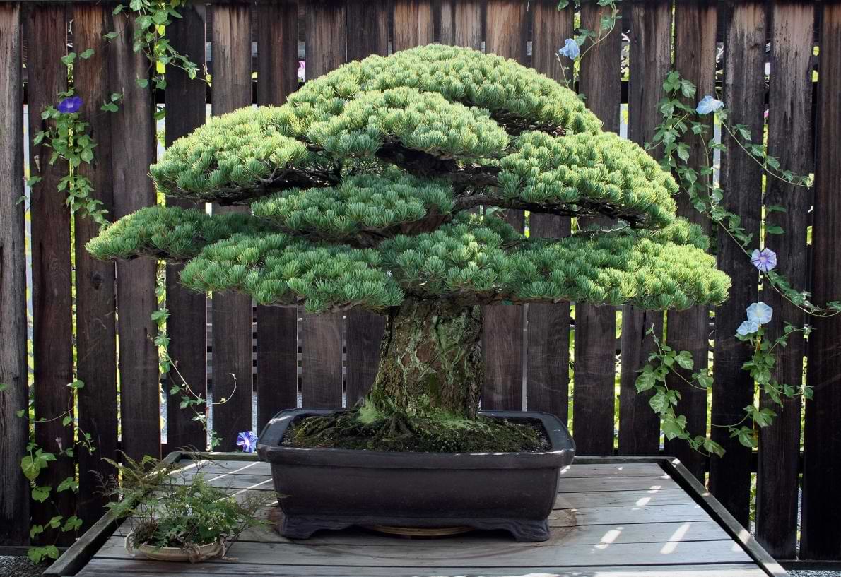 the 7 oldest bonsai trees in the world - bonsai tree resource