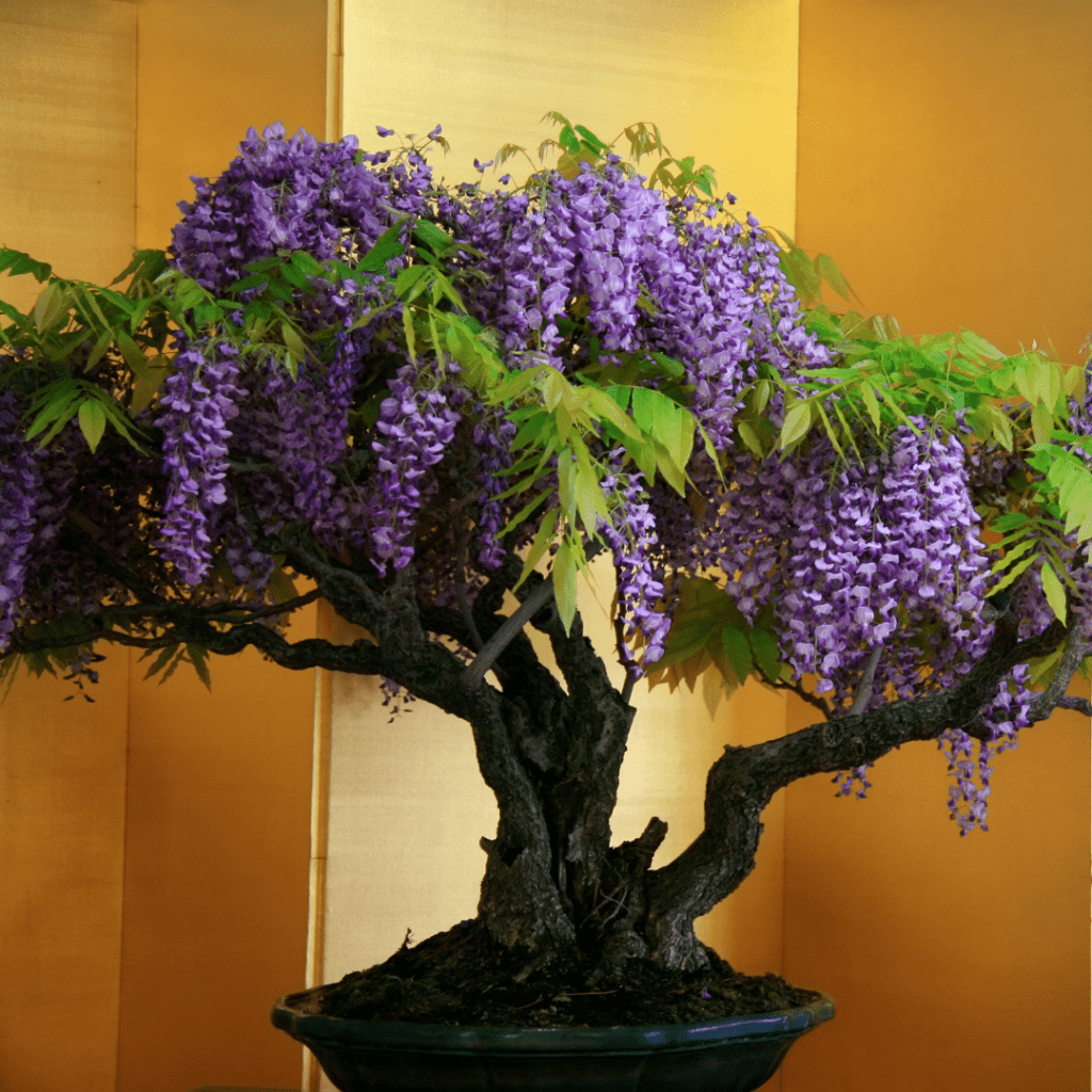 How To Grow Wisteria Bonsai From Seed