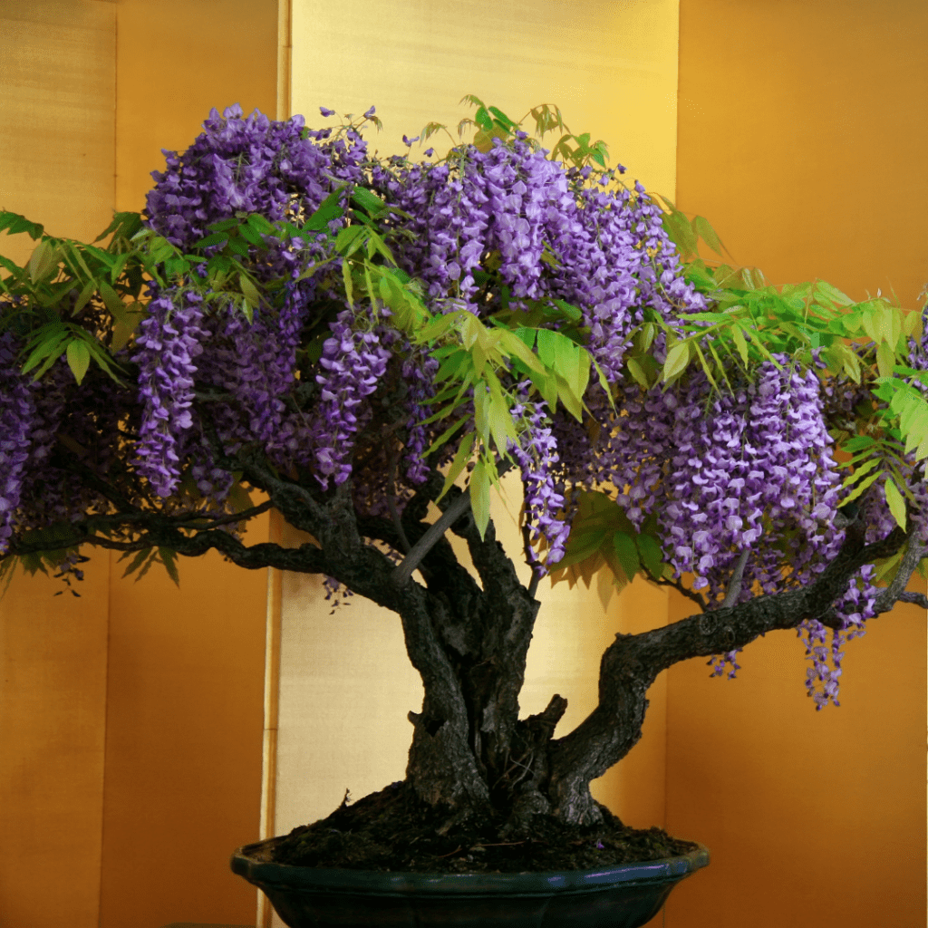 Growing Wisteria Bonsai From a Seed | Bonsai Resource Center