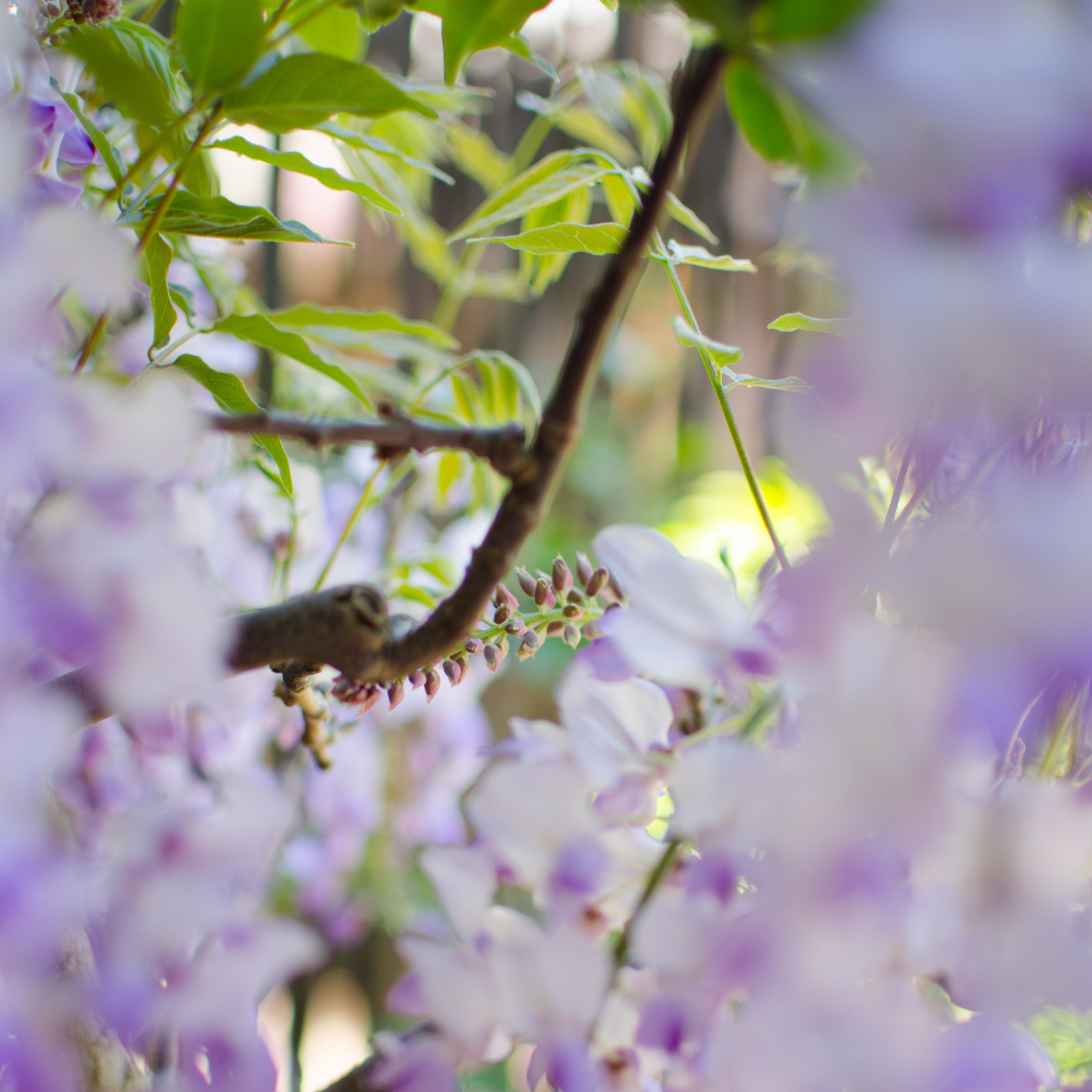 Growing Wisteria Bonsai From a Seed Bonsai Resource Center