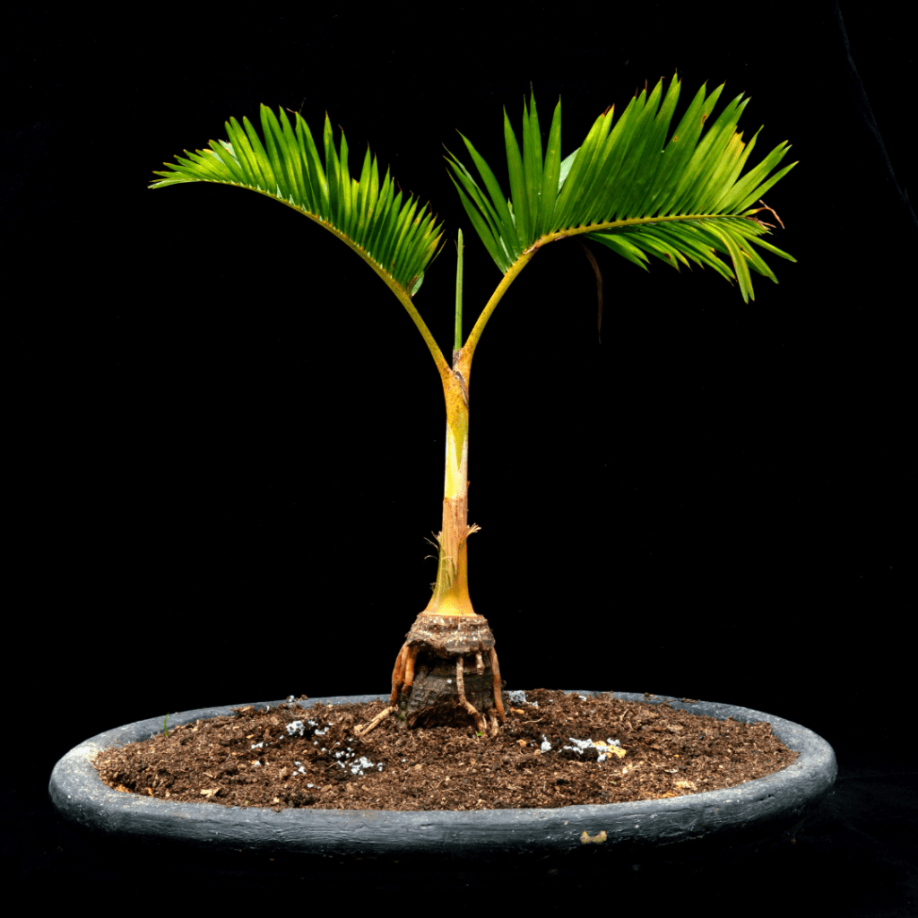 bonsai-palm-tree-grower-s-guide-bonsai-resource-center