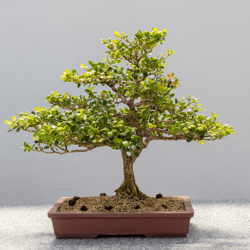 Kingsville Boxwood Bonsai Tree Care Guide Bonsai Plant Resource