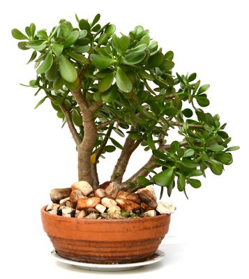 The 6 Best Indoor Bonsai Tree Types & How To Care For Them