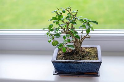 Types bonsai indoor plants