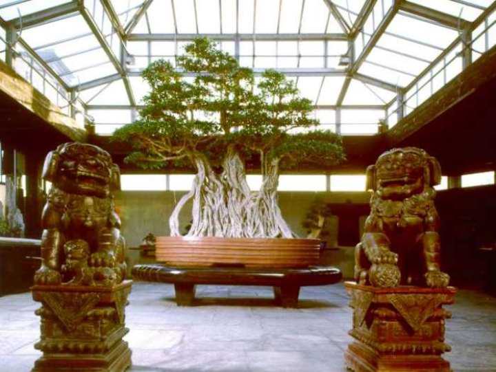 The 7 Oldest Bonsai Trees In The World