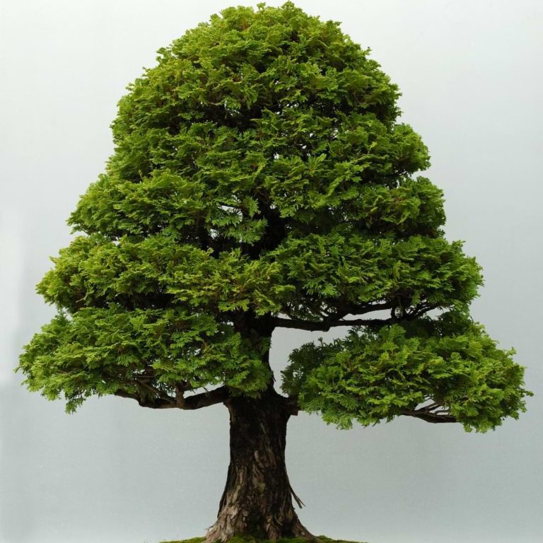 Picea Mariana Bonsai Care Guide