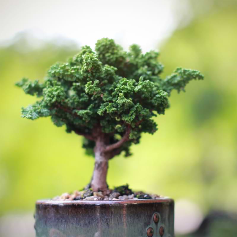 Hinoki Cypress Bonsai Care Guide