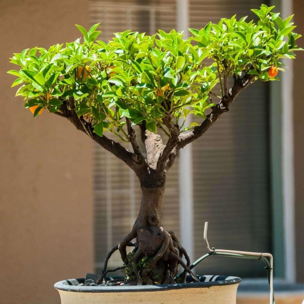 How to Revive a Bonsai & Is It Dying?