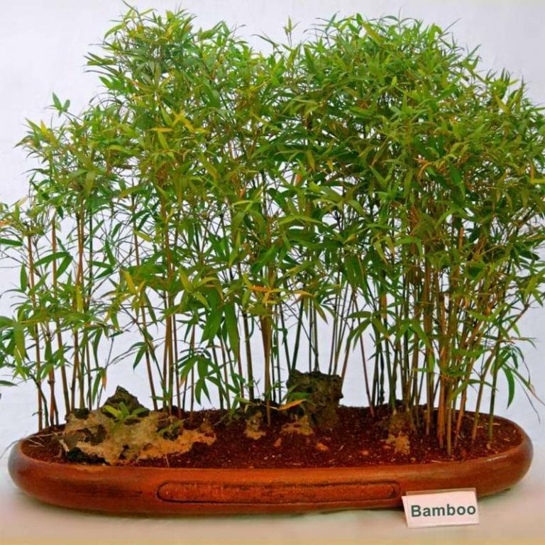 Everything You Need to Know About Bamboo Bonsai Care