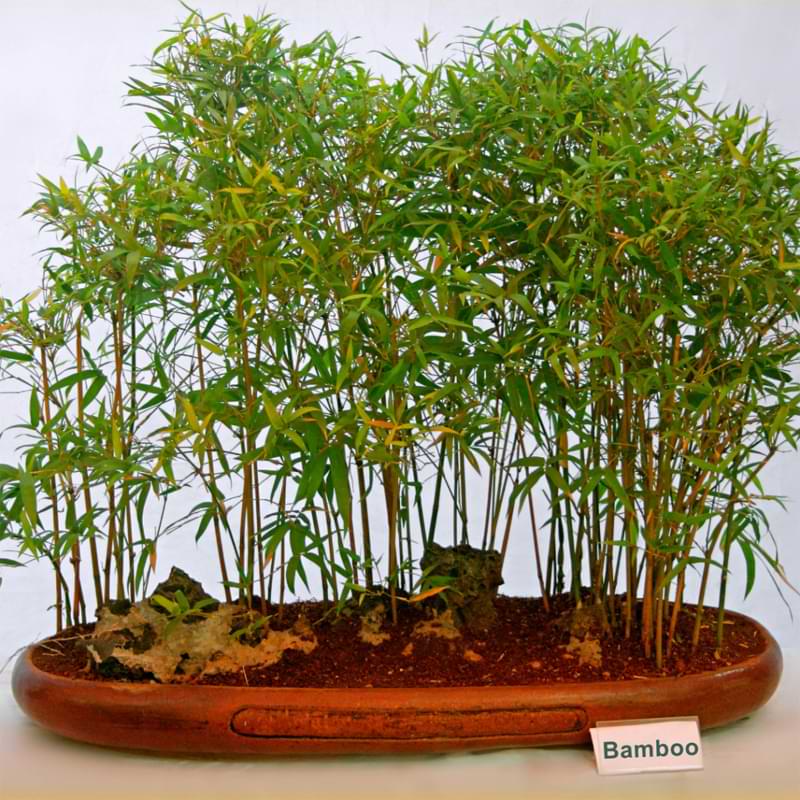 https://bonsairesourcecenter.com/wp-content/uploads/2022/01/bamboo-bonsai-1.jpg