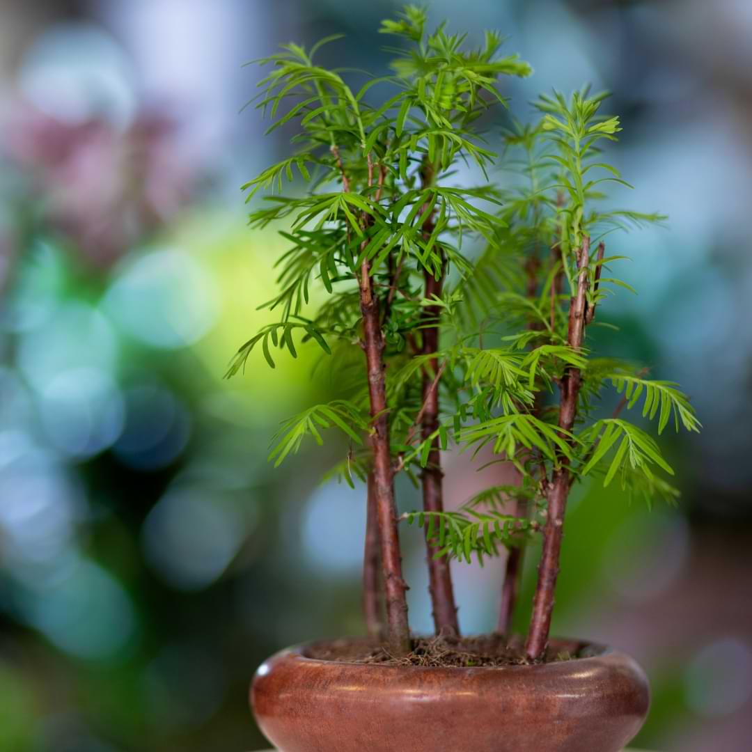 Everything You Need to Know About Bamboo Bonsai Care
