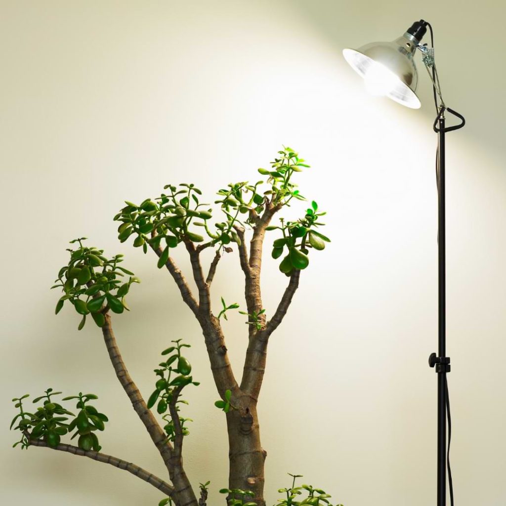 Best Grow Lights for Bonsai Trees