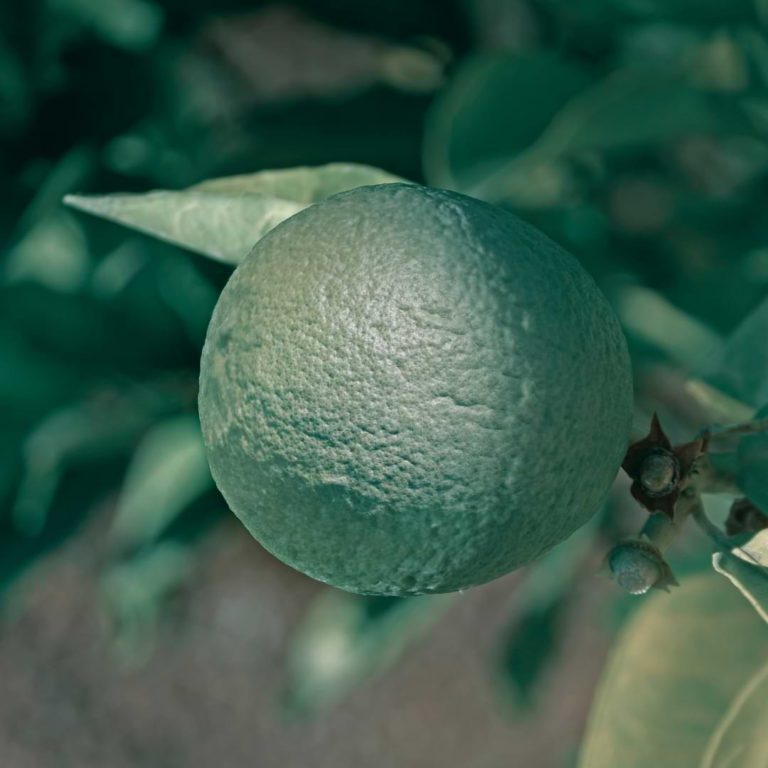 Best Grow Lights for Bonsai Trees