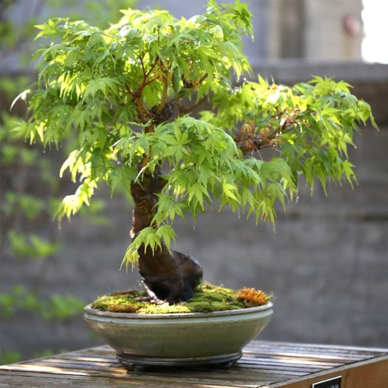 Do Bonsai Trees Need Full Sun? Bonsai Care Guide