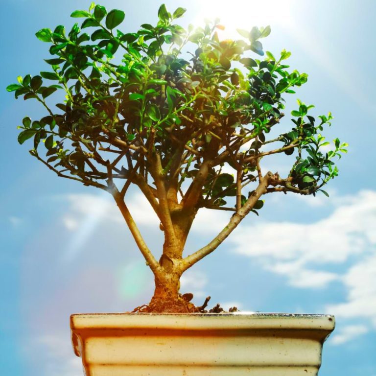 Do Bonsai Trees Need Full Sun? Bonsai Care Guide