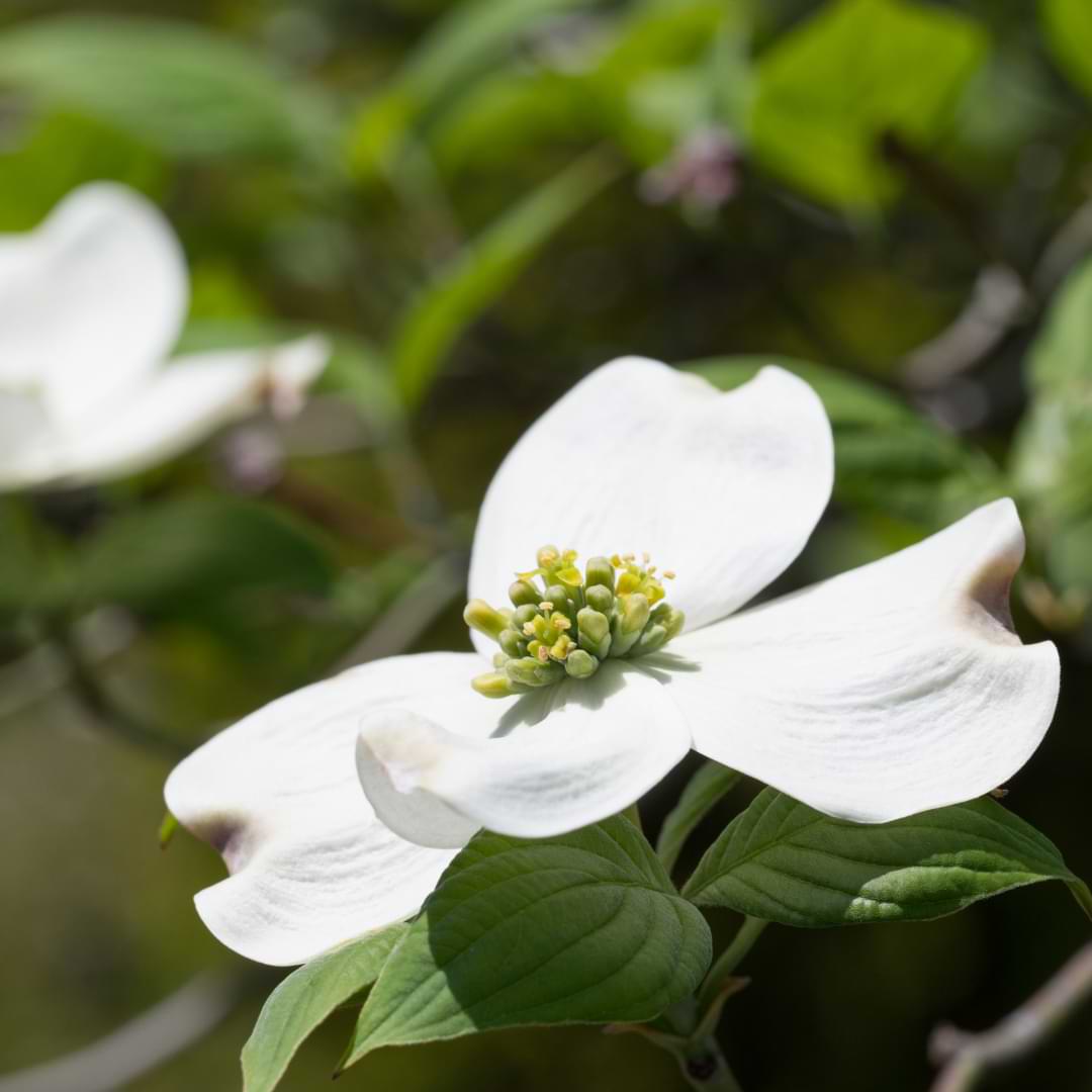 how do you take care of a dogwood tree